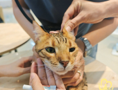 Các Bệnh Thường Gặp Ở Mèo: Dấu Hiệu Nhận Biết và Cách Phòng Tránh Hiệu Quả | Pet Health Centre