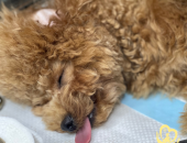 Bệnh Care ở Chó Có Chữa Được Không? Hướng Dẫn Từ Pet Health Centre