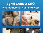 Bệnh Care ở Chó: Triệu chứng, Nguyên nhân và Điều trị - Pet Health Centre