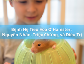 Bệnh Hệ Tiêu Hóa Ở Hamster: Nguyên Nhân, Triệu Chứng, và Điều Trị