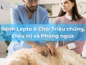 Bệnh Lepto ở Chó: Triệu chứng, Điều trị và Phòng ngừa