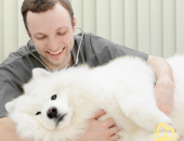 Tầm soát bệnh tim mạch chó mèo: Hành trang cho sức khỏe thú cưng tại Pet Health Centre