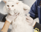 Tầm soát bệnh thận chó mèo: Bí quyết bảo vệ sức khỏe thú cưng tại Pet Health Centre