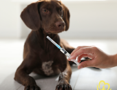 Lịch Tiêm Phòng Đầy Đủ Cho Chó Con, Mèo Con và Những Lưu Ý Quan Trọng Từ Pet Health Centre