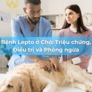 Bệnh Lepto ở Chó: Triệu chứng, Điều trị và Phòng ngừa