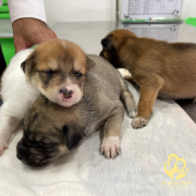 Triệu Chứng Bệnh Care ở Chó Con Khác Gì Chó Trưởng Thành? Hướng Dẫn Chi Tiết