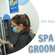 Dịch vụ Spa Grooming cho thú cưng - Pet Health Centre