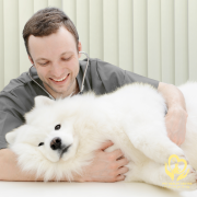 Tầm soát bệnh tim mạch chó mèo: Hành trang cho sức khỏe thú cưng tại Pet Health Centre