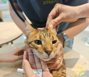 Các Bệnh Thường Gặp Ở Mèo: Dấu Hiệu Nhận Biết và Cách Phòng Tránh Hiệu Quả | Pet Health Centre