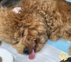 Bệnh Care ở Chó Có Chữa Được Không? Hướng Dẫn Từ Pet Health Centre