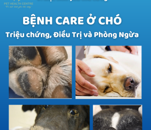 Bệnh Care ở Chó: Triệu chứng, Nguyên nhân và Điều trị - Pet Health Centre