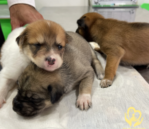 Triệu Chứng Bệnh Care ở Chó Con Khác Gì Chó Trưởng Thành? Hướng Dẫn Chi Tiết