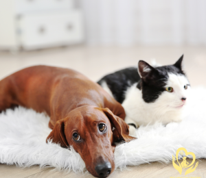 Giun Sán Ở Chó Mèo: Dấu Hiệu, Tác Hại & Cách Phòng Trị Hiệu Quả | Pet Health Centre