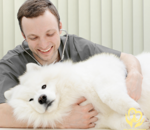 Tầm soát bệnh tim mạch chó mèo: Hành trang cho sức khỏe thú cưng tại Pet Health Centre