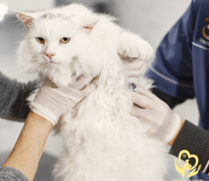 Tầm soát bệnh thận chó mèo: Bí quyết bảo vệ sức khỏe thú cưng tại Pet Health Centre