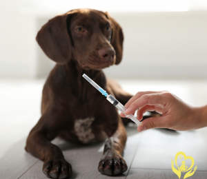 Lịch Tiêm Phòng Đầy Đủ Cho Chó Con, Mèo Con và Những Lưu Ý Quan Trọng Từ Pet Health Centre