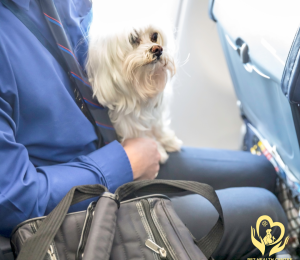 Vận Chuyển Thú Cưng Bằng Đường Hàng Không An Toàn, Chuyên Nghiệp Cùng Pet Health Centre: Hướng Dẫn Chi Tiết