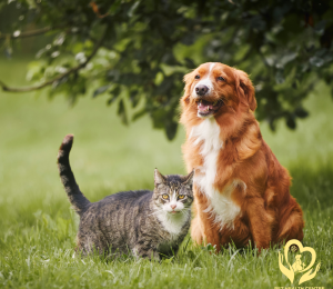 Ve, Rận, Bọ Chét: Nguy Cơ Tiềm Ẩn & Cách Bảo Vệ Thú Cưng Toàn Diện | Pet Health Centre